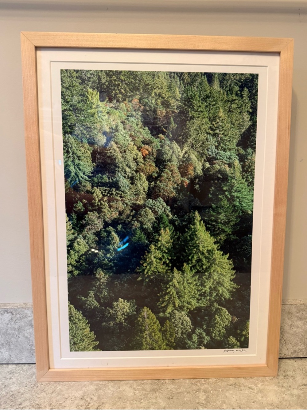 Gray Malin Muir Woods, Marin Country Photo